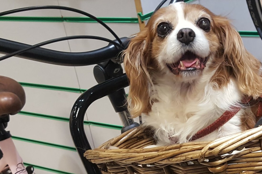 La mejor cesta de bicicleta para llevar a tu perro